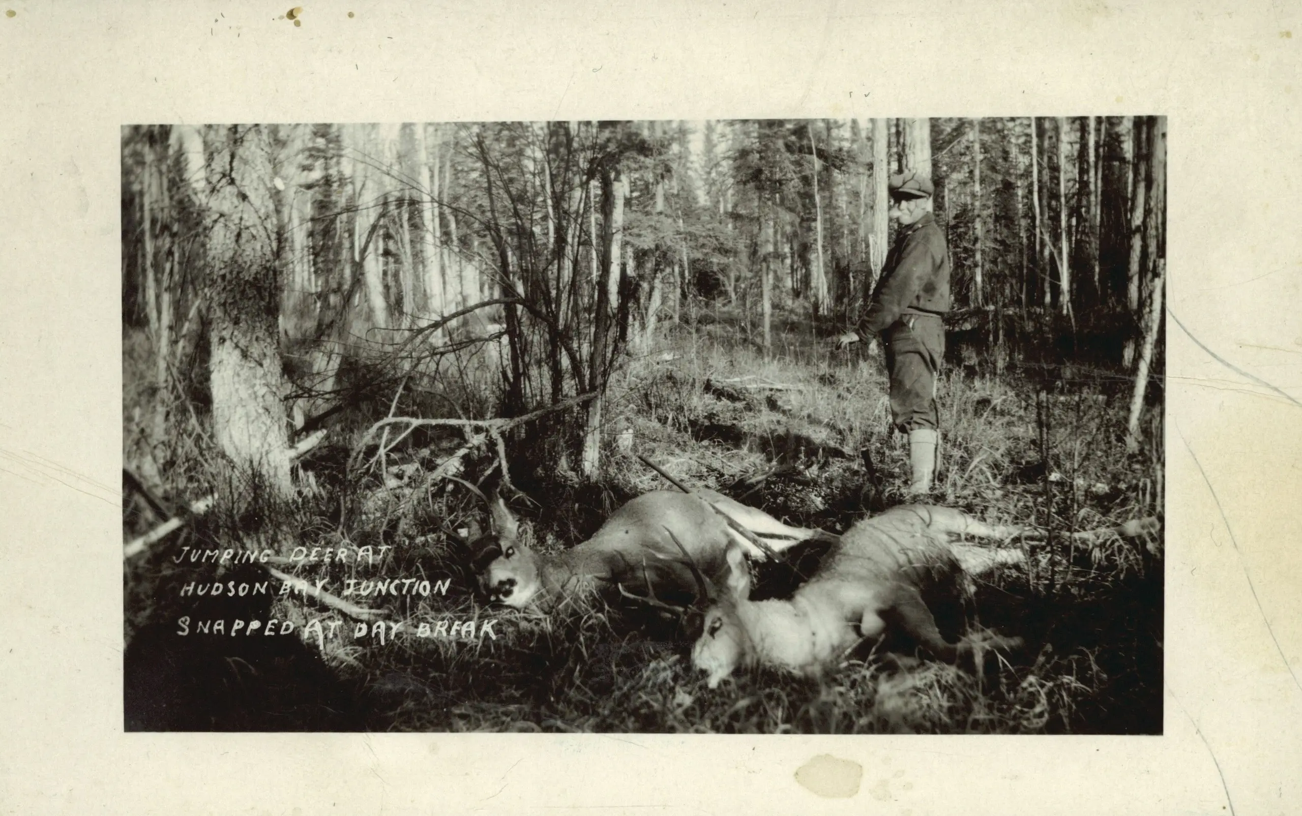Hunter with two deer at Hudson Bay Junction