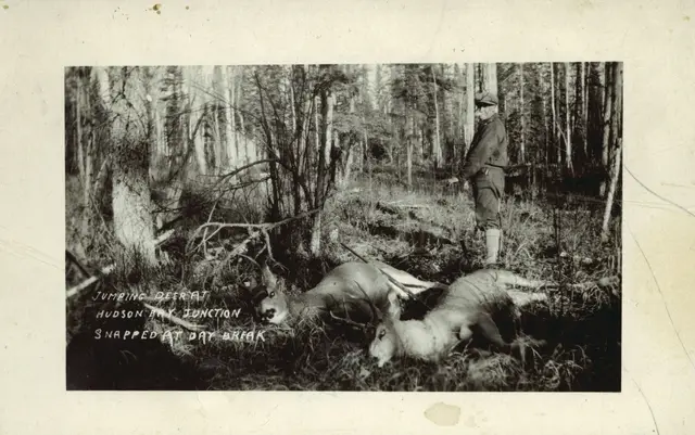 Hunter with two deer at Hudson Bay Junction
